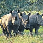 White Rhino